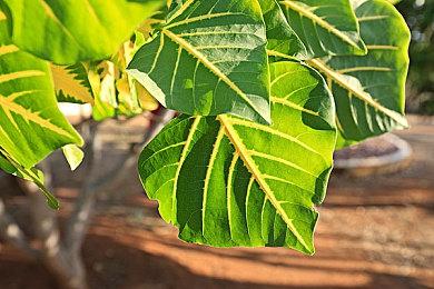 Creative Assembly射击新作《HYENAS》开启测试